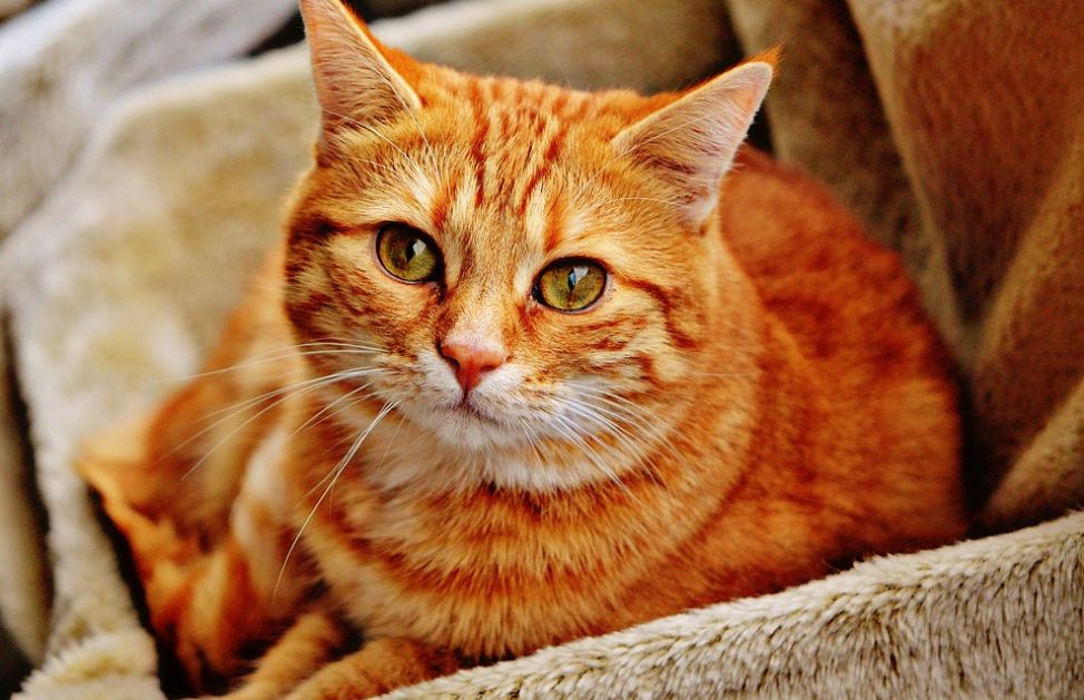 Quando il gatto è in calore le cose da sapere DeAbyDay