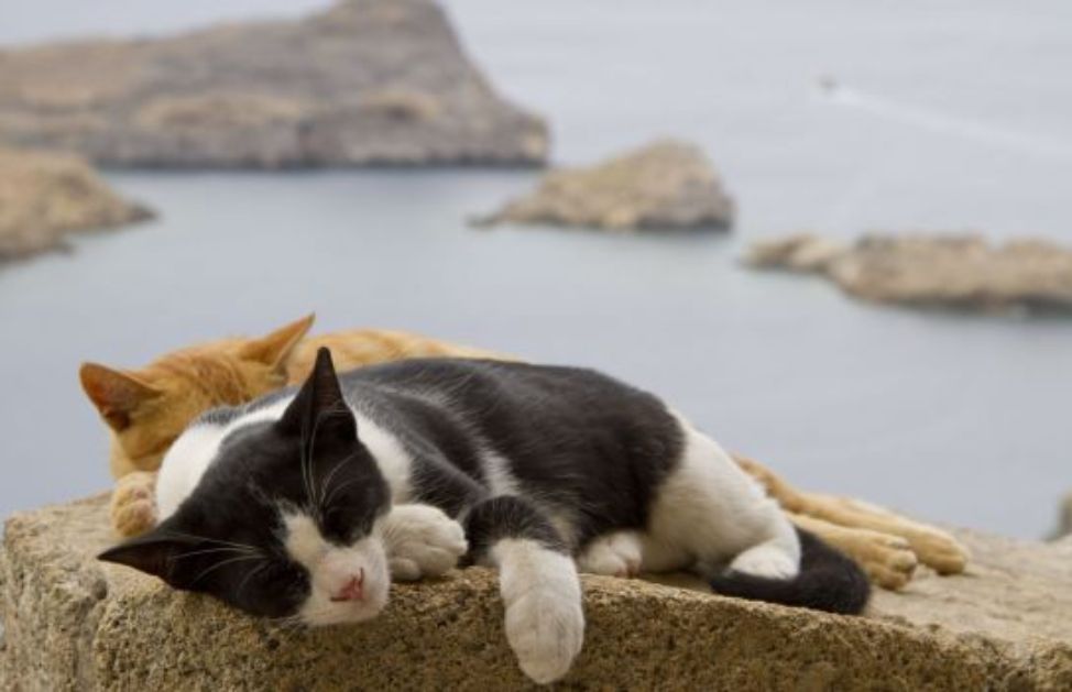 L Isola Inglese Dei Gatti Senza Coda