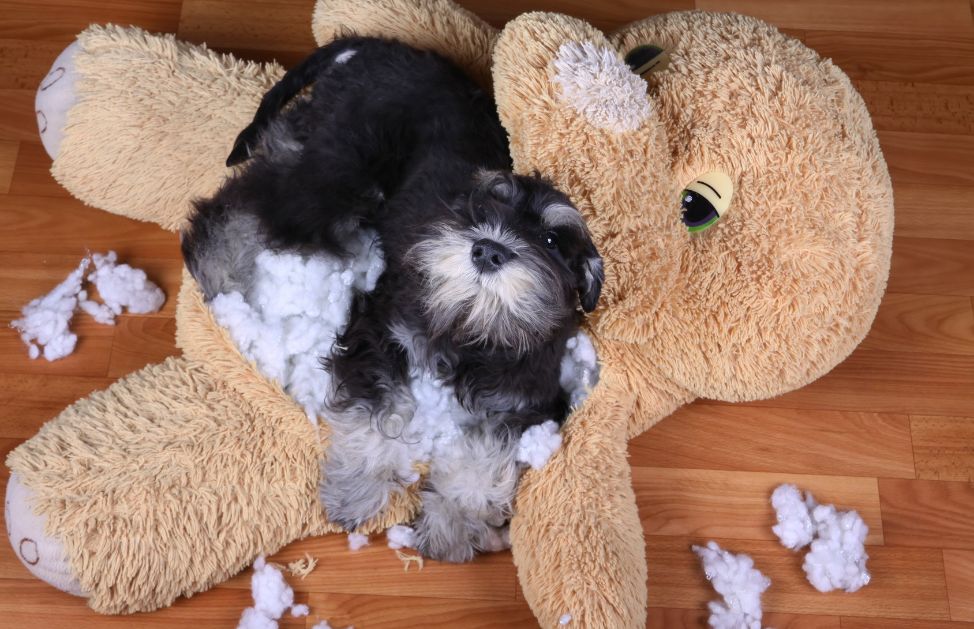 Come educare un cucciolo di cane a non sporcare in casa 5 trucchi
