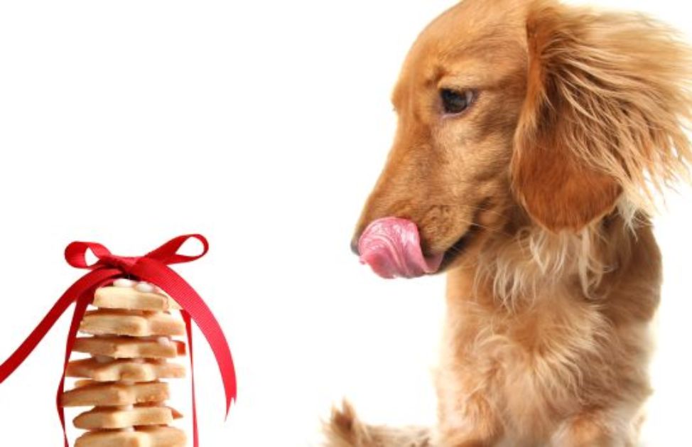 Come fare i biscotti della festa al tuo cane DeAbyDay
