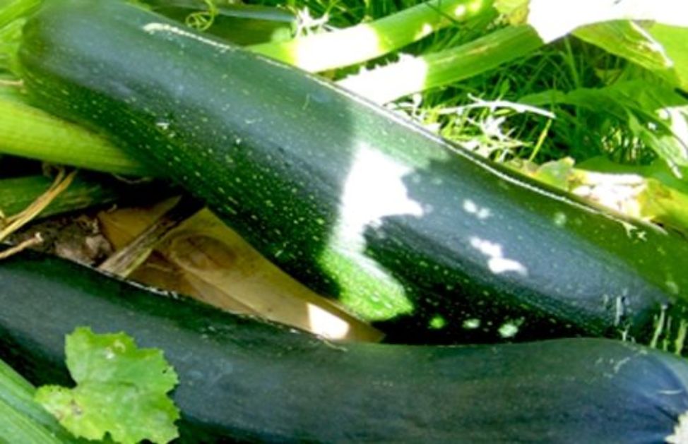 Come fare la conserva di zucchine | DeAbyDay