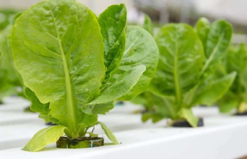 Coltivazioni In Idroponica E In Aeroponica - Casa Naturale - Foto 5