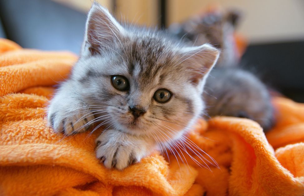 Un animale domestico da appartamento indipendente, il tuo gatto ti cercherà solo quando avrà fame!
