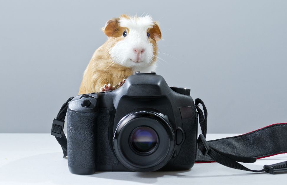 Un animale domestico da appartamento indipendente, il tuo gatto ti cercherà solo quando avrà fame!