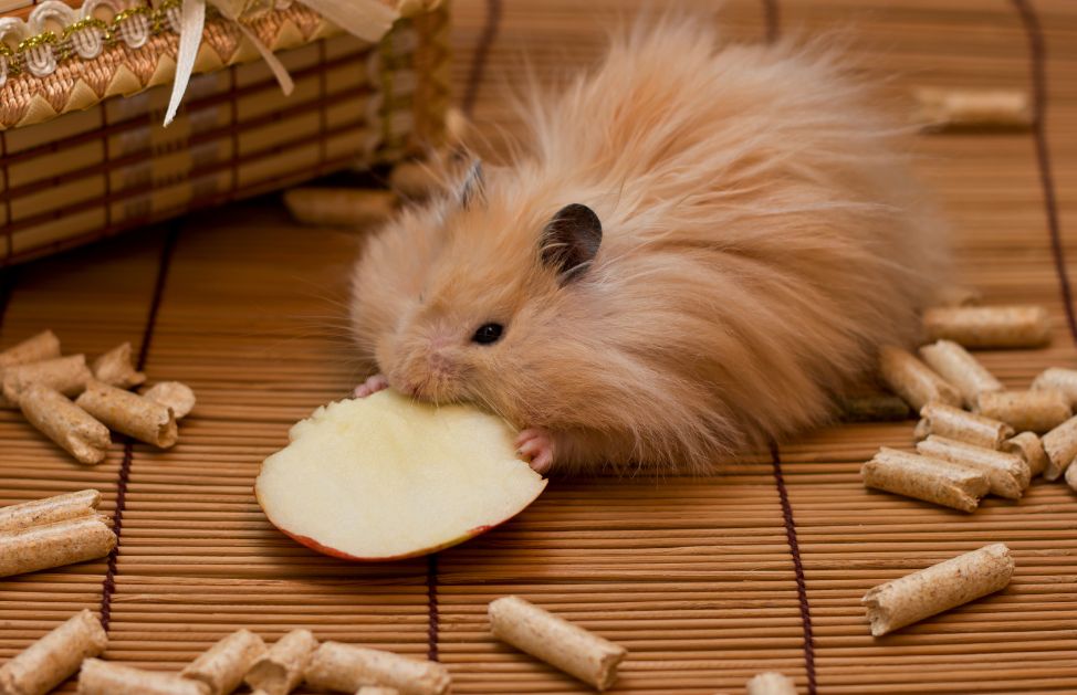 La cavia si accontenta di piccola spazi ed è perfetta per fare incetta di like su Instagram!