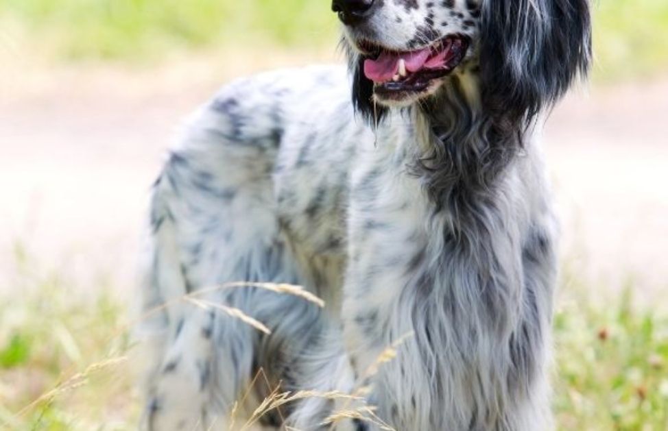 E' leale e ama stare in compagnia. E' un cane molto attivo ed energico e quindi è perfetto per tutti i bimbi... Instancabili!