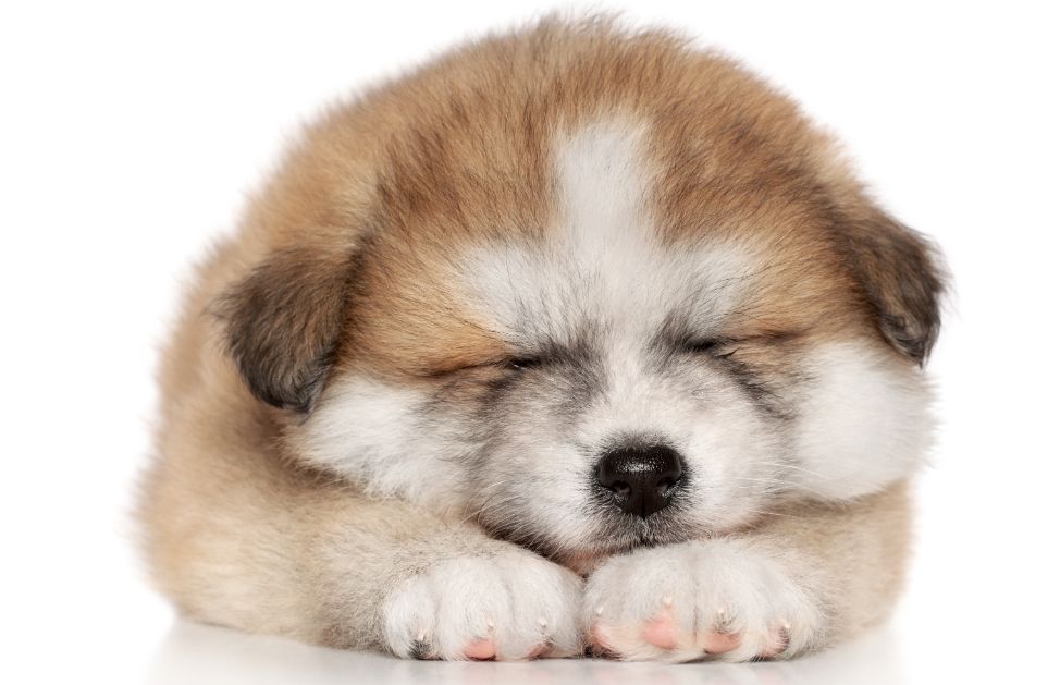 L'akita (anche detto Akita Inu) è una razza antica che ancora oggi ha un significato particolare in Giappone simboleggiando la fedeltà nei confronti del padrone. E' un cane coccolone molto dolce e gentile.