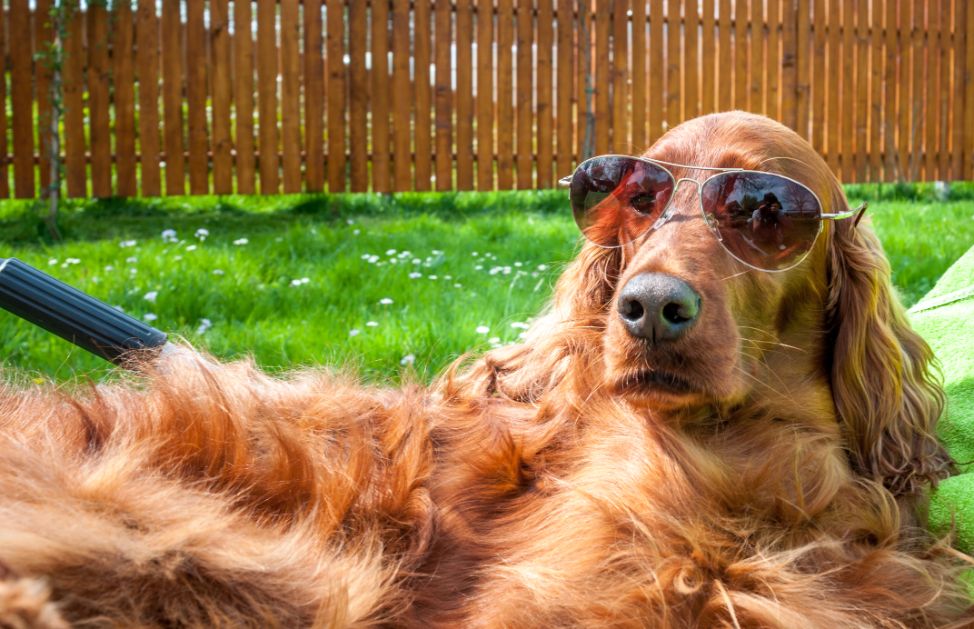 Che Razza è Il Cane Della Pubblicità Scottex