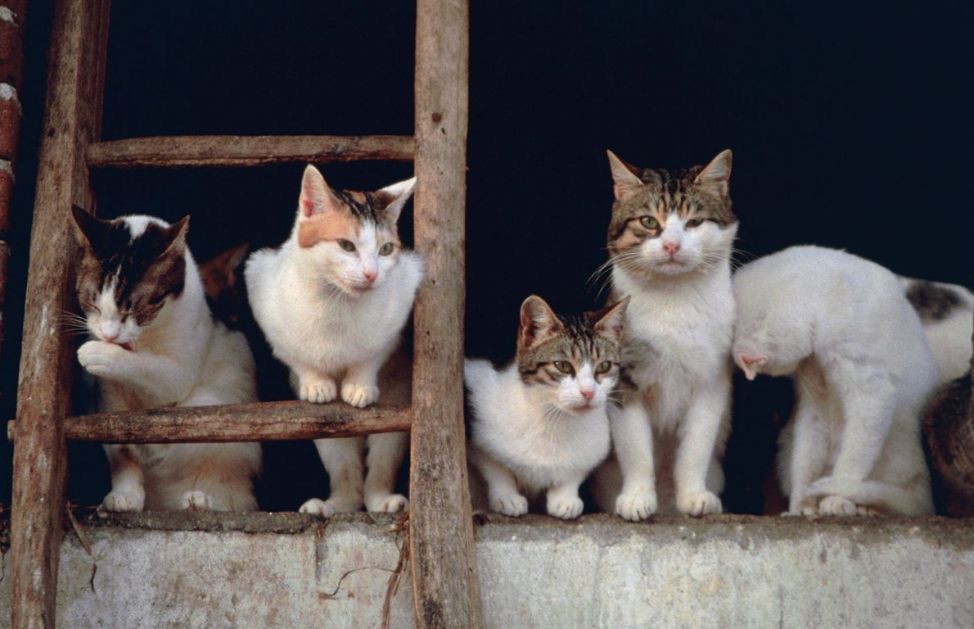 Non a tutti i gatti piace essere presi in braccio e coccolati, alcuni lo gradiscono, altri meno. Ad alcuni piace stare in braccio a pancia in su, altri invece salgono da soli e restano appoggiati alle nostre gambe in attesa di essere accarezzati. Spazzolateli spesso con degli appositi pettini, solitamente questo è apprezzato da tutti.