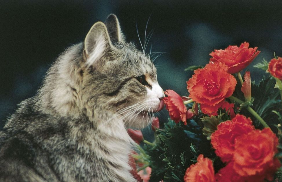 Ricordate di lasciare sempre dell'acqua fresca e pulita a disposizione del gatto, soprattutto se questo ama mangiare le crocchette, che richiamano molta acqua.