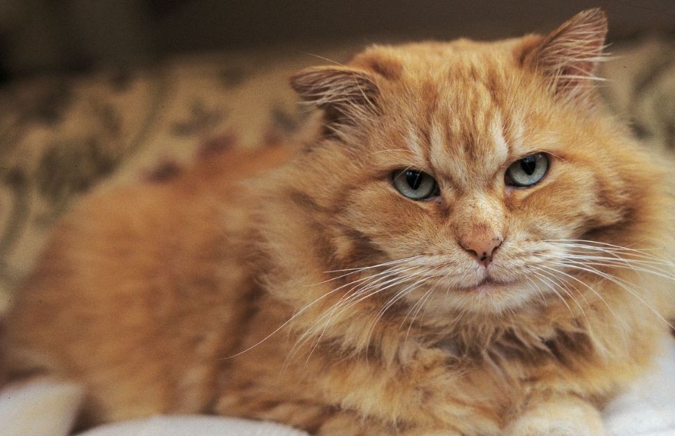Graffiare oggetti è un'attività necessaria e naturale per ogni gatto. Non tagliategli gli artigli, ma piuttosto trovate un oggetto sul quale il gatto possa sfogare il proprio istinto e insegnategli a graffiare solo quello e non altri oggetti.