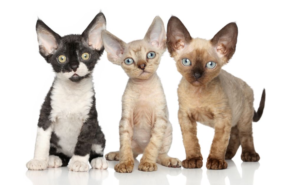 Spesso si pensa che i gatti possano vivere sani e a loro agio anche se tutto il giorno dentro ad un appartamento; in realtà anche loro necessitano di stare all'aria aperta per poter muoversi liberamente ed essere lasciati ogni tanto liberi di giocare fuori dalle mura di casa.
