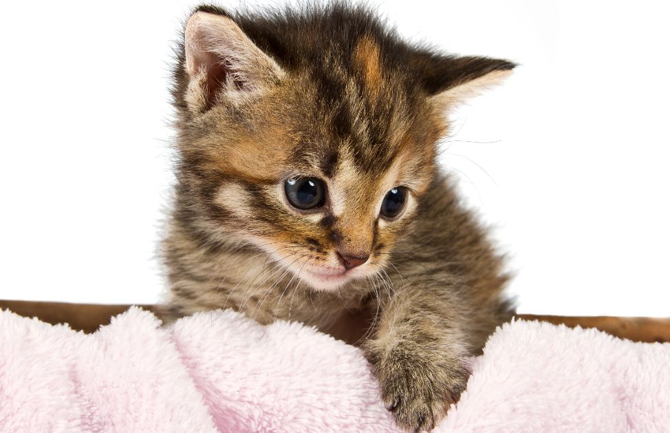 Tra le varie razze il Devon Rex è un gatto molto tranquillo, ama giocare e stare con il suo padrone del quale può diventare molto possessivo.