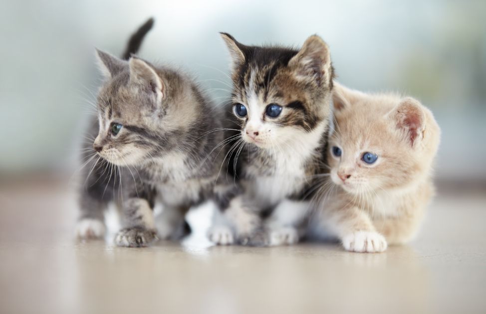 Lo sapete che la diffidenza dei gatti verso gli estranei nasce dalla poca fiducia in se stessi? Un gatto pauroso è un gatto che non ha vissuto nel rispetto delle sue esigenze etologiche fin dalla nascita.