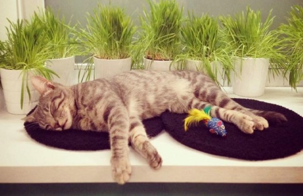 È il primo bar milanese per gli amanti dei gatti. I “padroni di casa” sono Freddie, Patti, Bowie, Nina, Elvis e Blondie, sei mici adottati dai proprietari del bistrot.