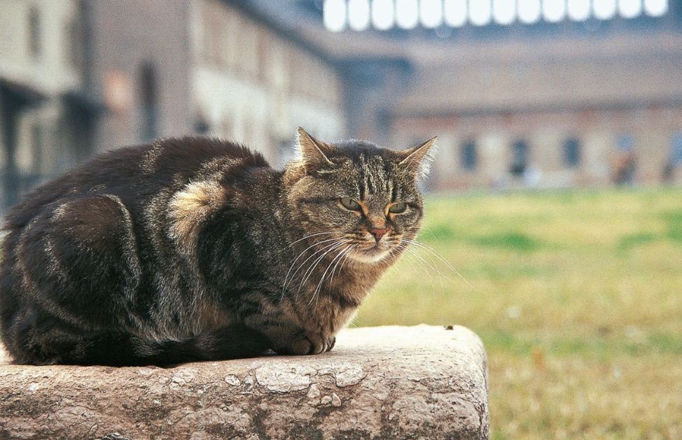Per tutti gli amanti dei gatti questa paura sembrerà assurda, eppure l'ailurofobia, ossia la paura dei gatti, è molto comune. Come accade spesso per altre fobie, anche questa può essere causata da un evento traumatico.