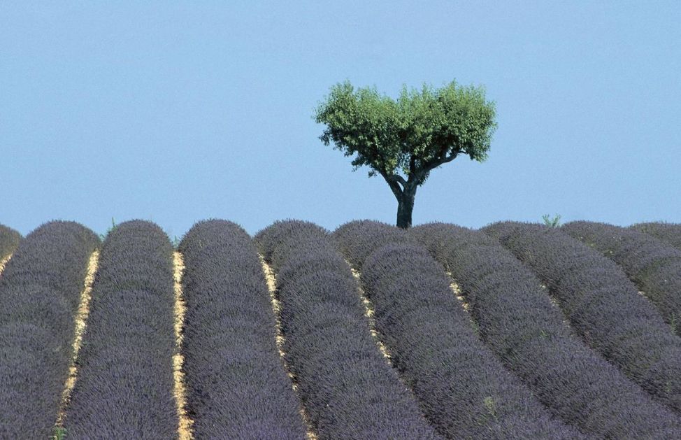 Come durante lo sport anche mentre balliamo ci sentiamo bene poichè l'esercizio fisico, il ritmo e il movimento aiutano il nostro cervello a produrre gli ormai noti ormoni proteici che agiscono come neurotrasmettitori.
