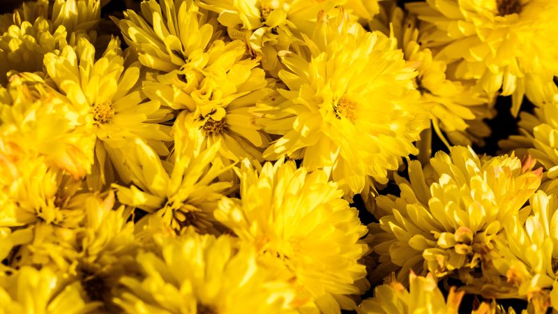 giallo