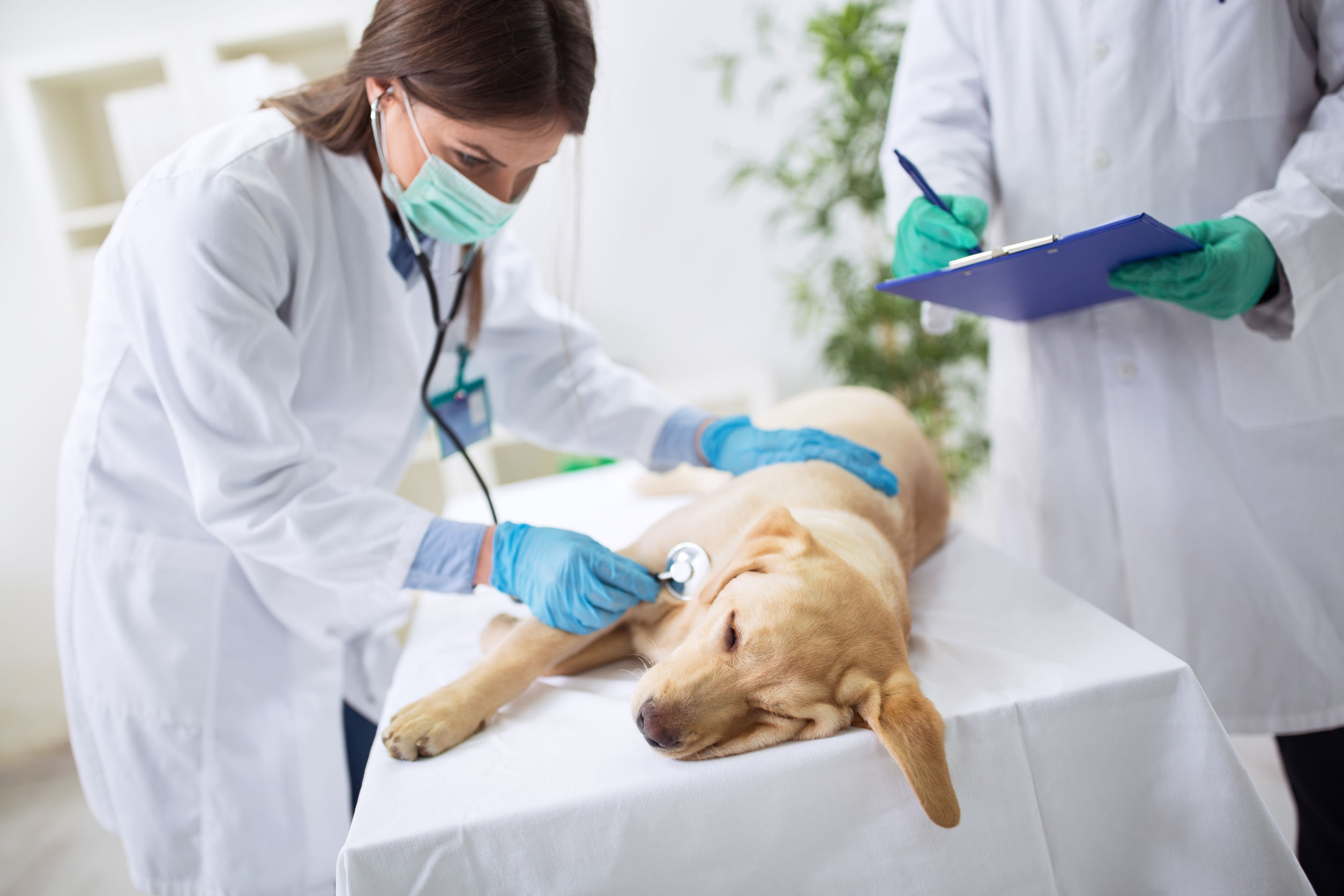 nên gửi chó ở pet hotel hay nhờ người quen
