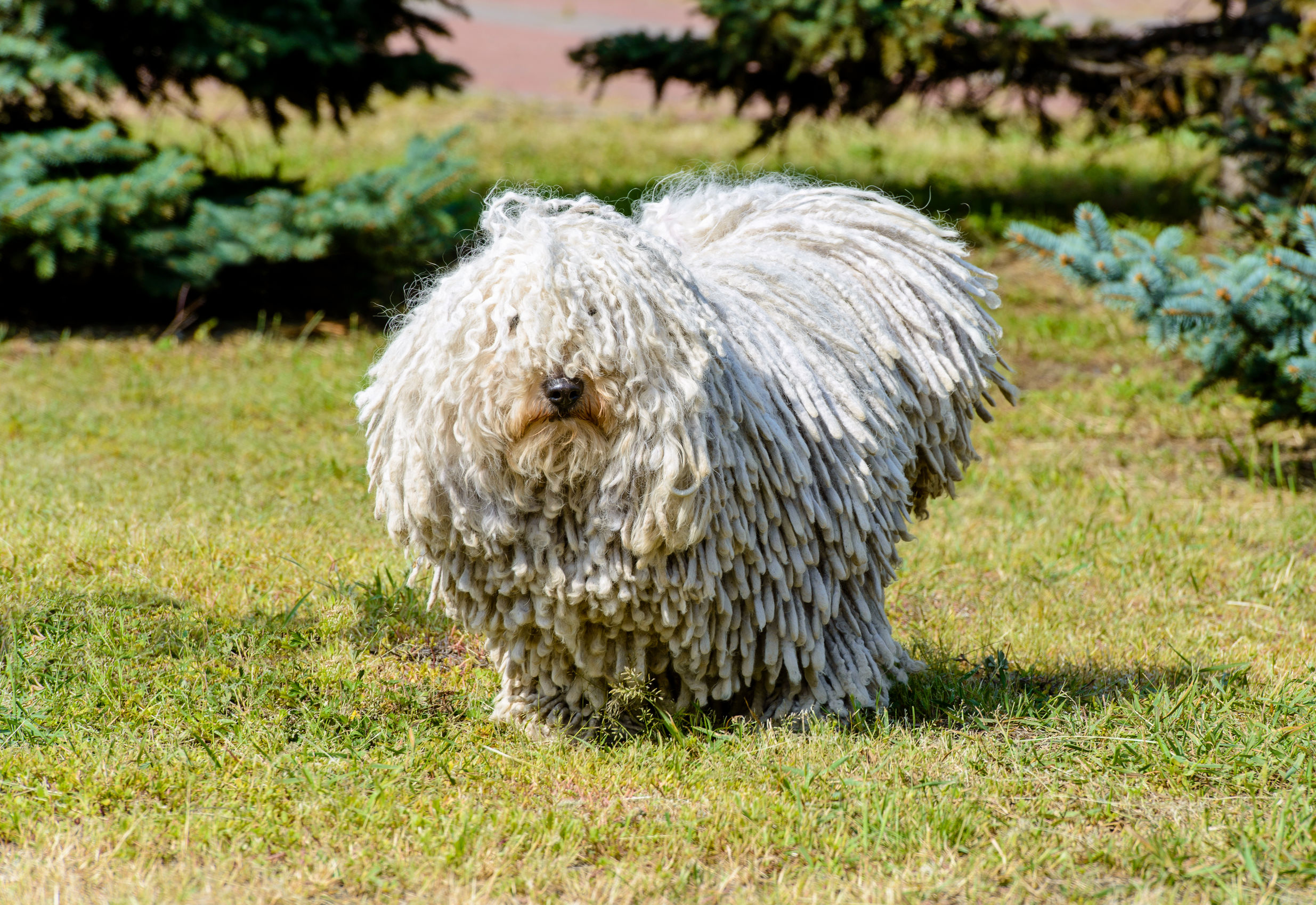 Le origini del Puli, il cane pastore ungherese