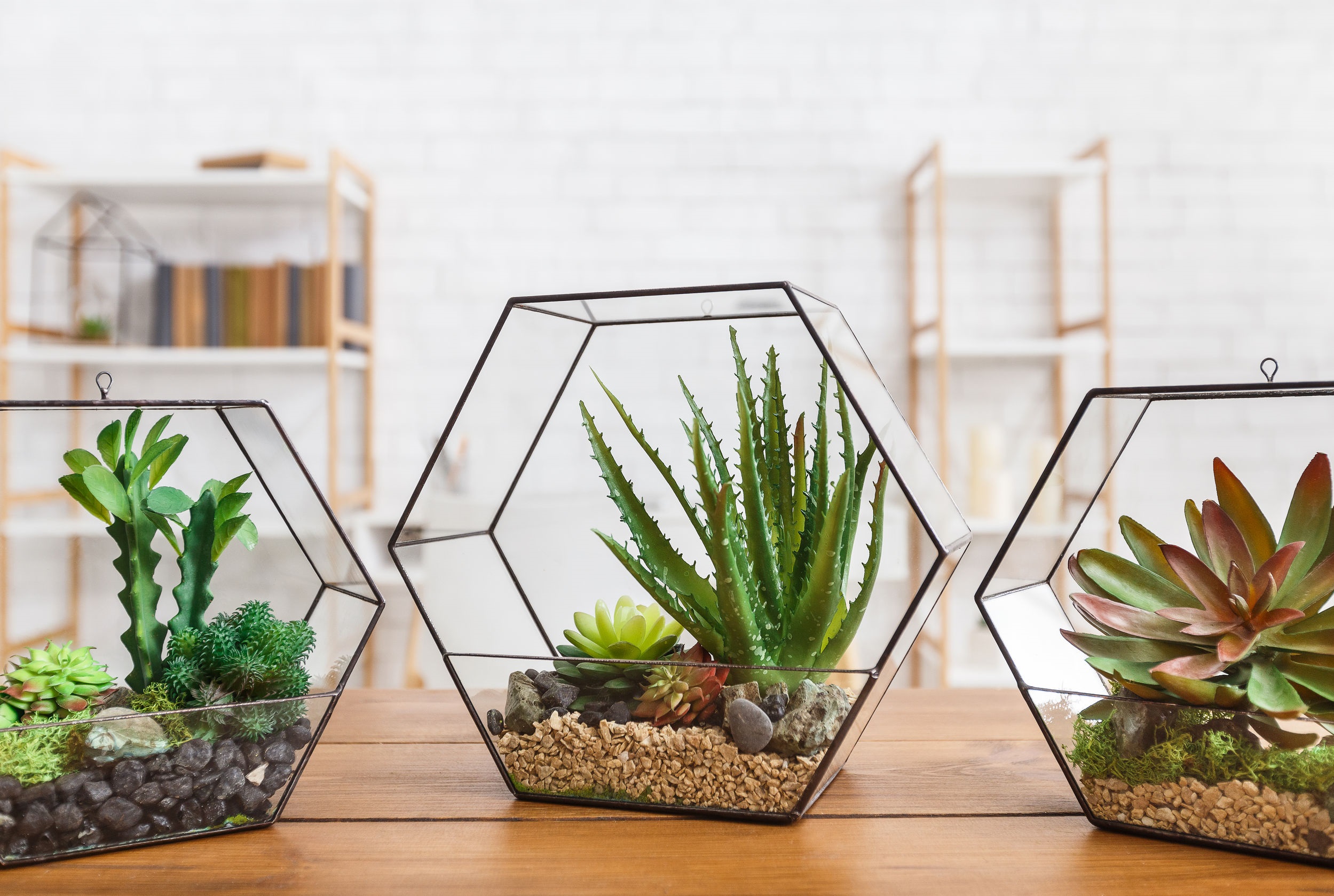 1Tutto sul Terrarium: Cura e manutenzione, e quali piante