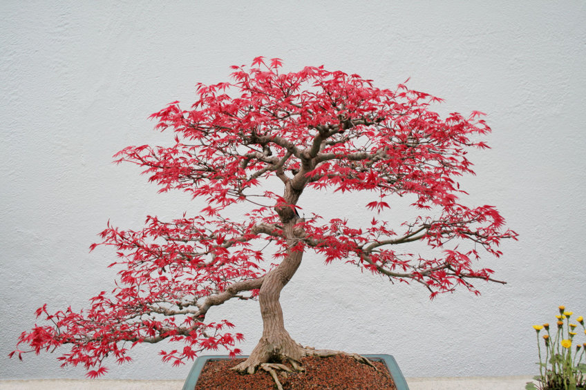 foto Bonsai Acero rosso