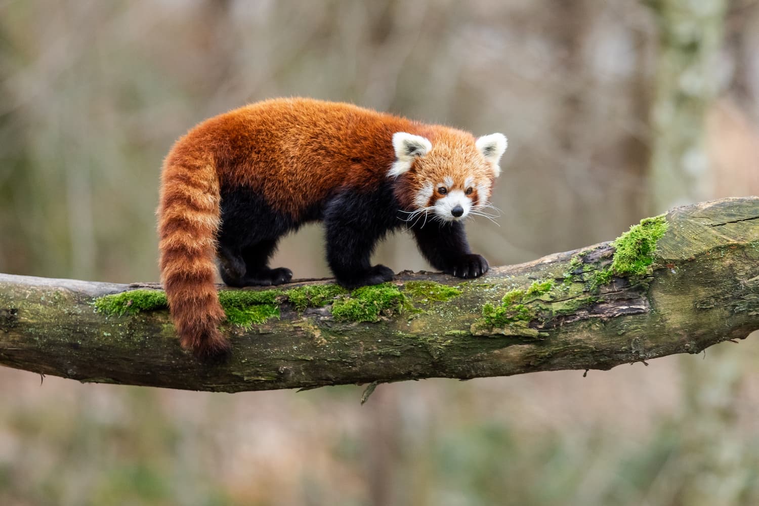 panda rosso su albero