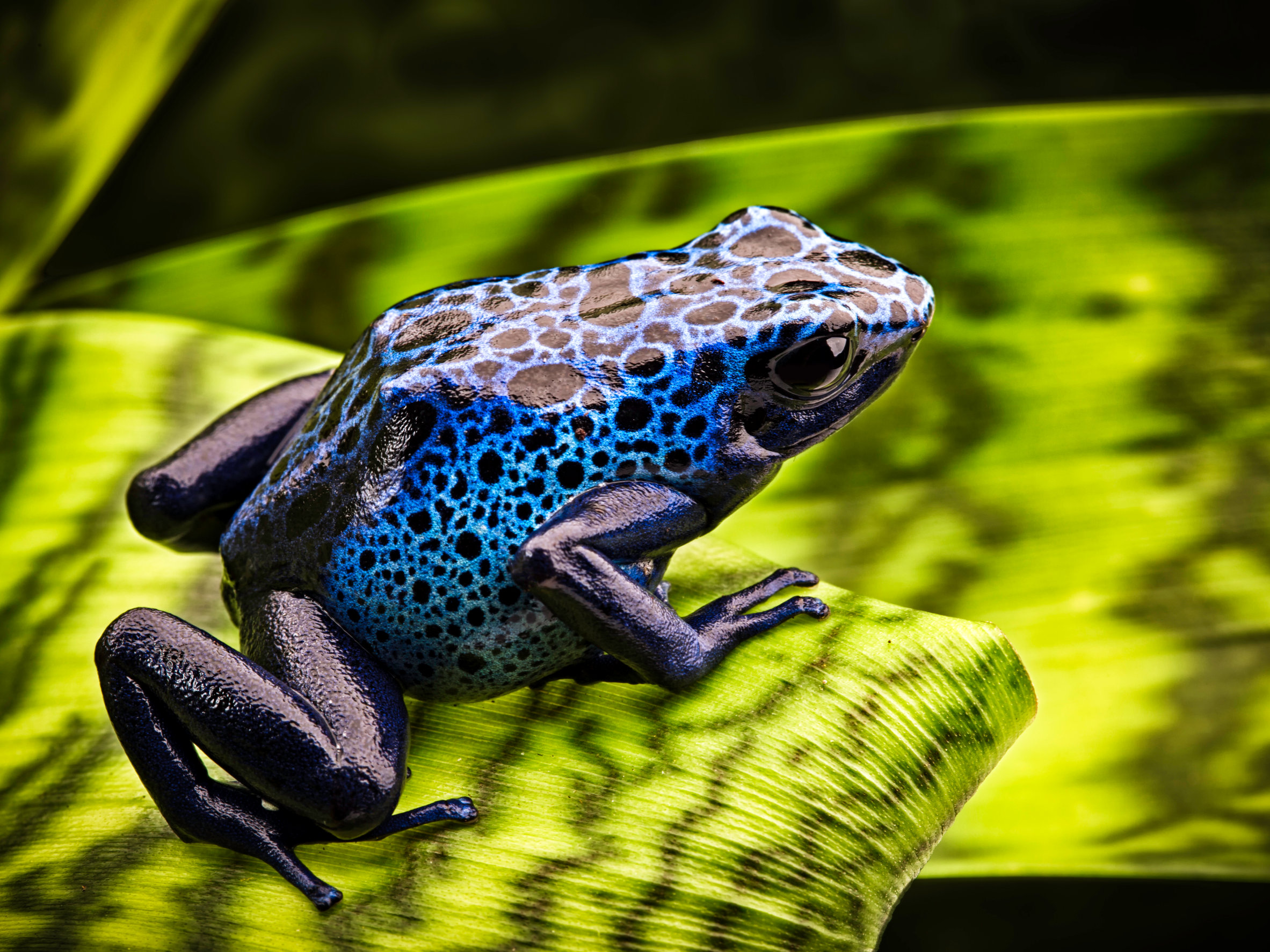 rana freccia blu