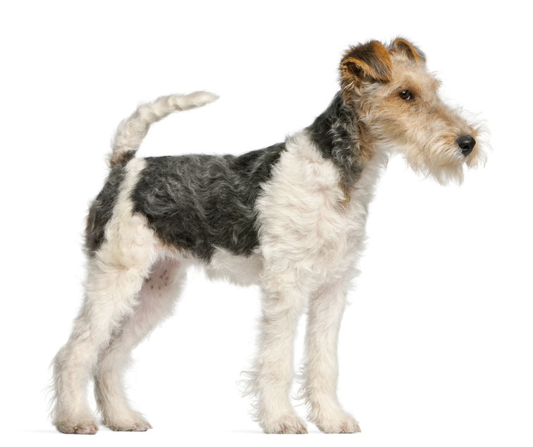 fox terrier di profilo