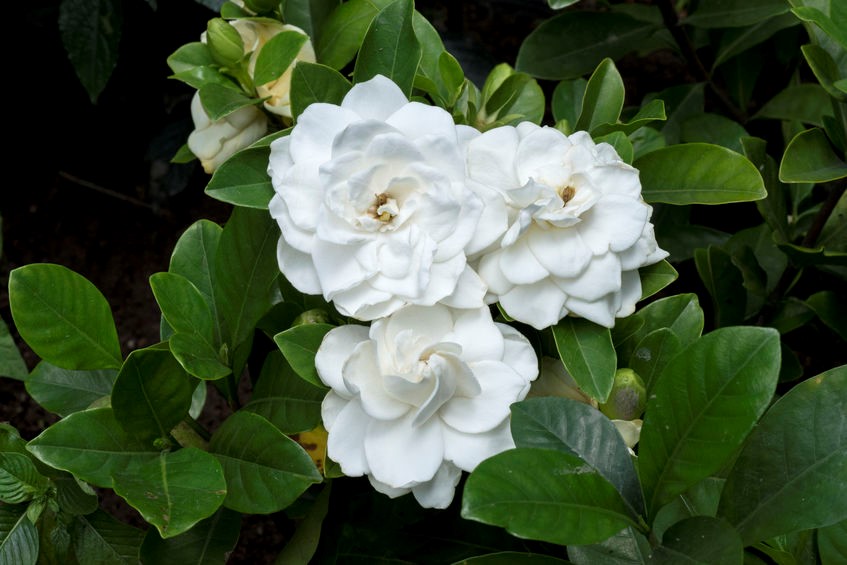 Gardenia