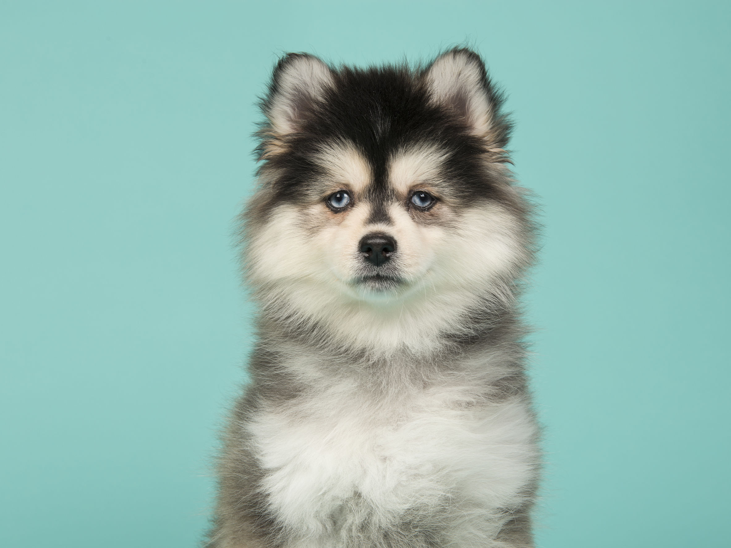 Carattere del cane Pomsky