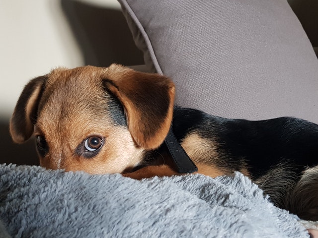 collare a strozzo per cane