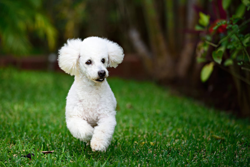 Il Barbone O Barboncino Caratteristiche Standard E Prezzi Deabyday