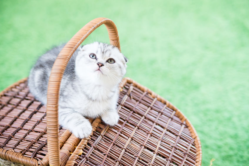 orecchie dello scottish fold