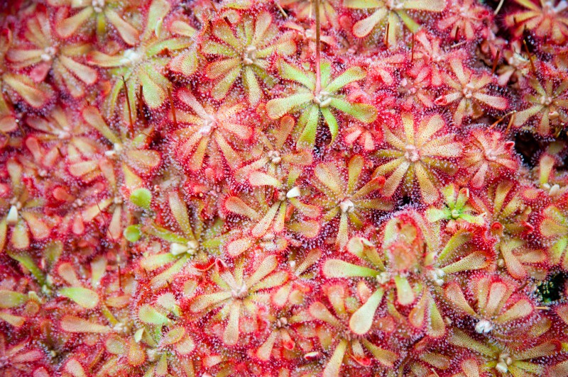 piante carnivore: drosera