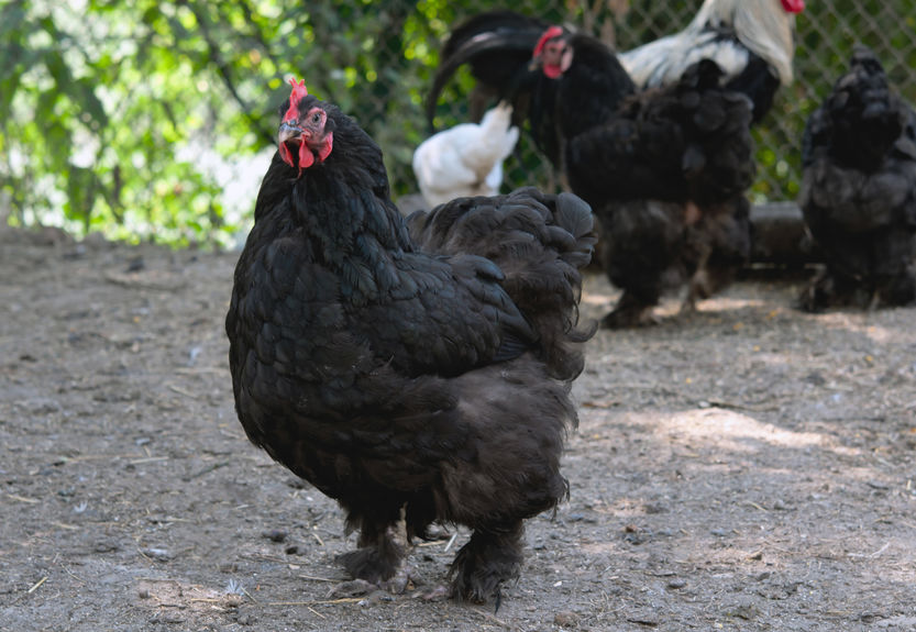 Galline ornamentali: cocincina