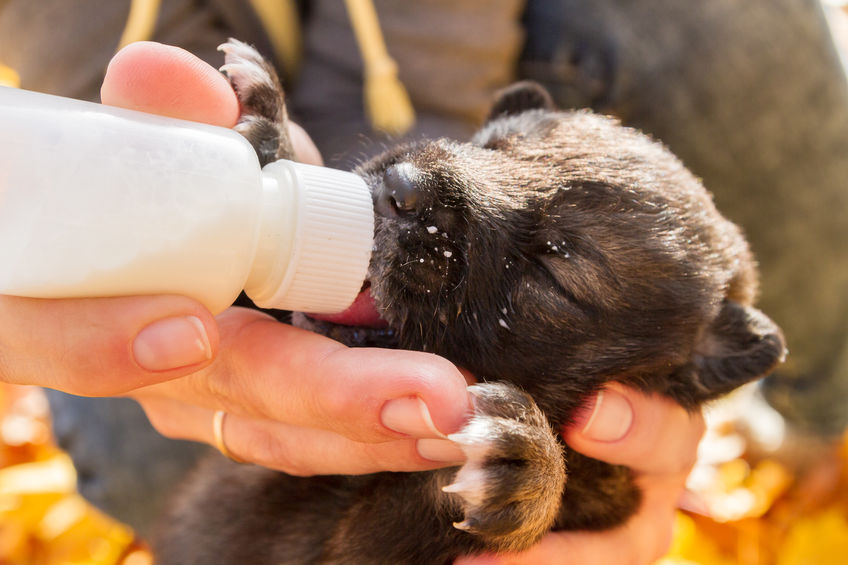 Cucciolo di cane che beve latte