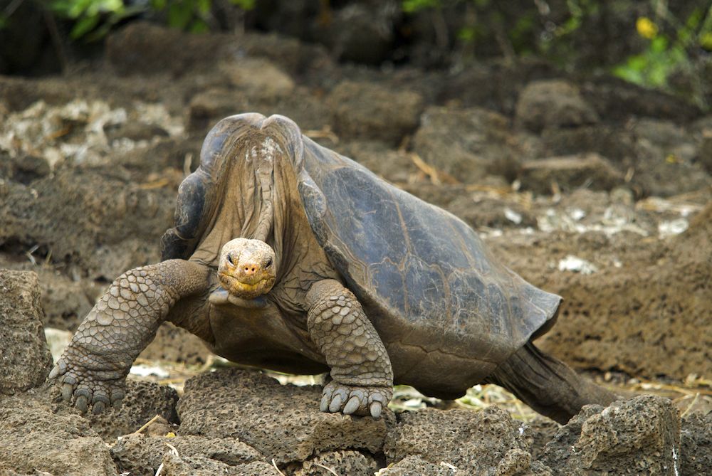 tartaruga dell'isola di pinta