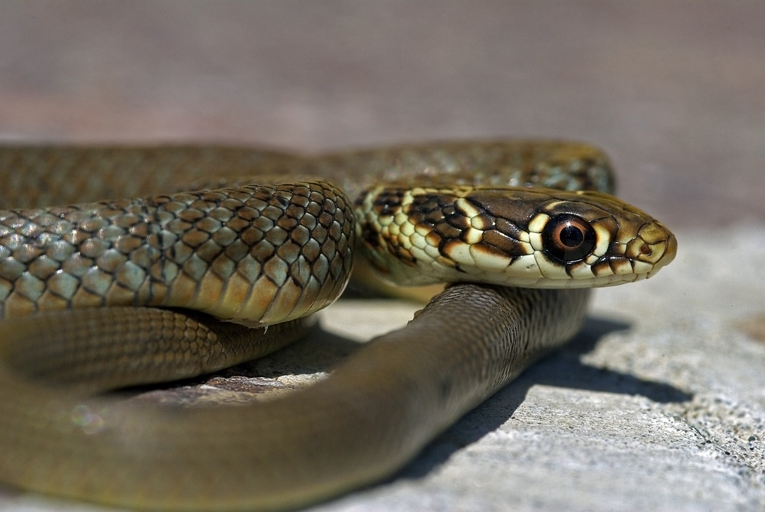 frustone serpente