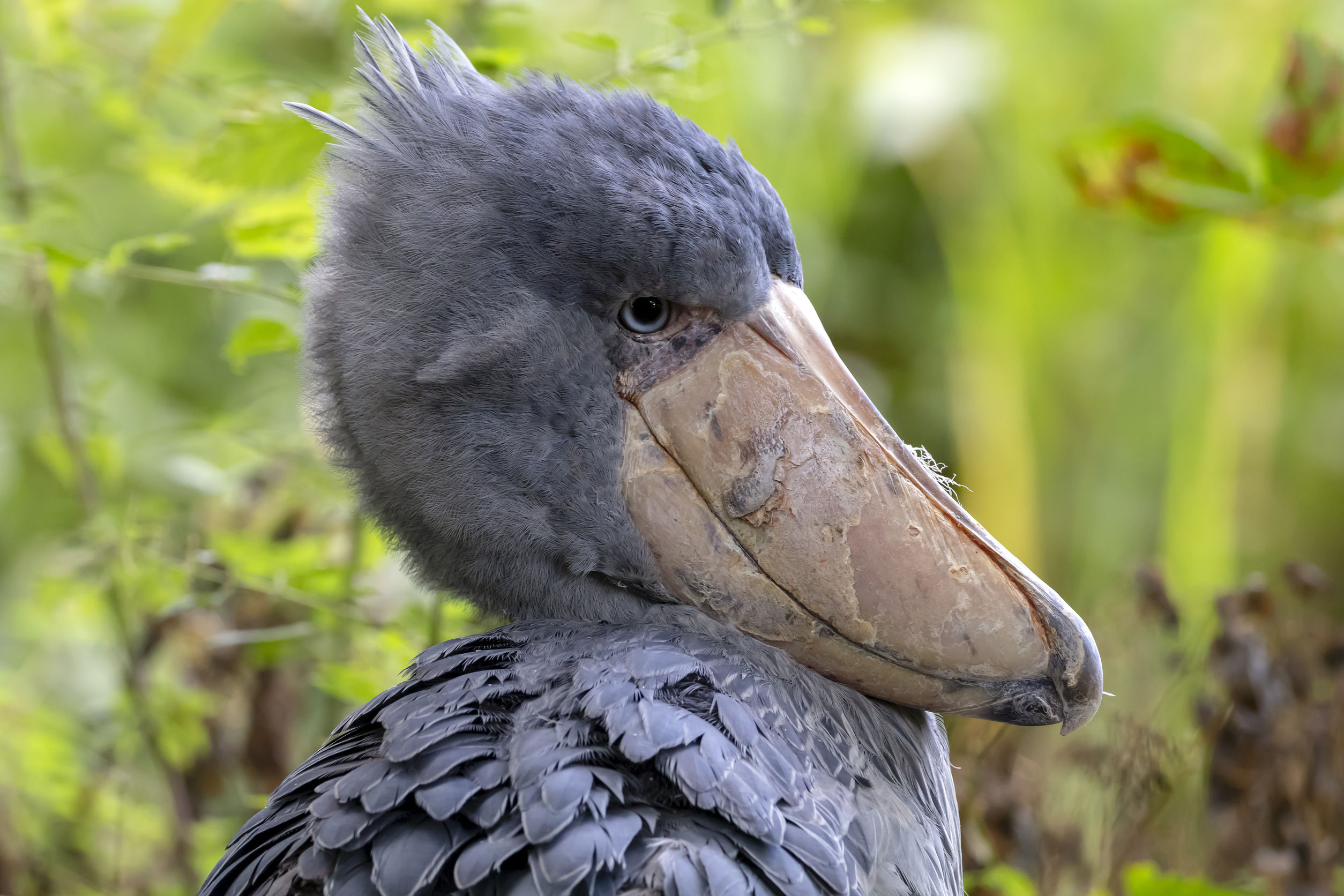 Le caratteristiche dell'uccello becco a scarpa