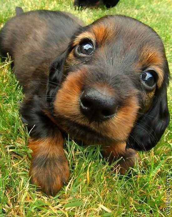 Cuccioli Di Cane Le 10 Foto Piu Tenere Deabyday