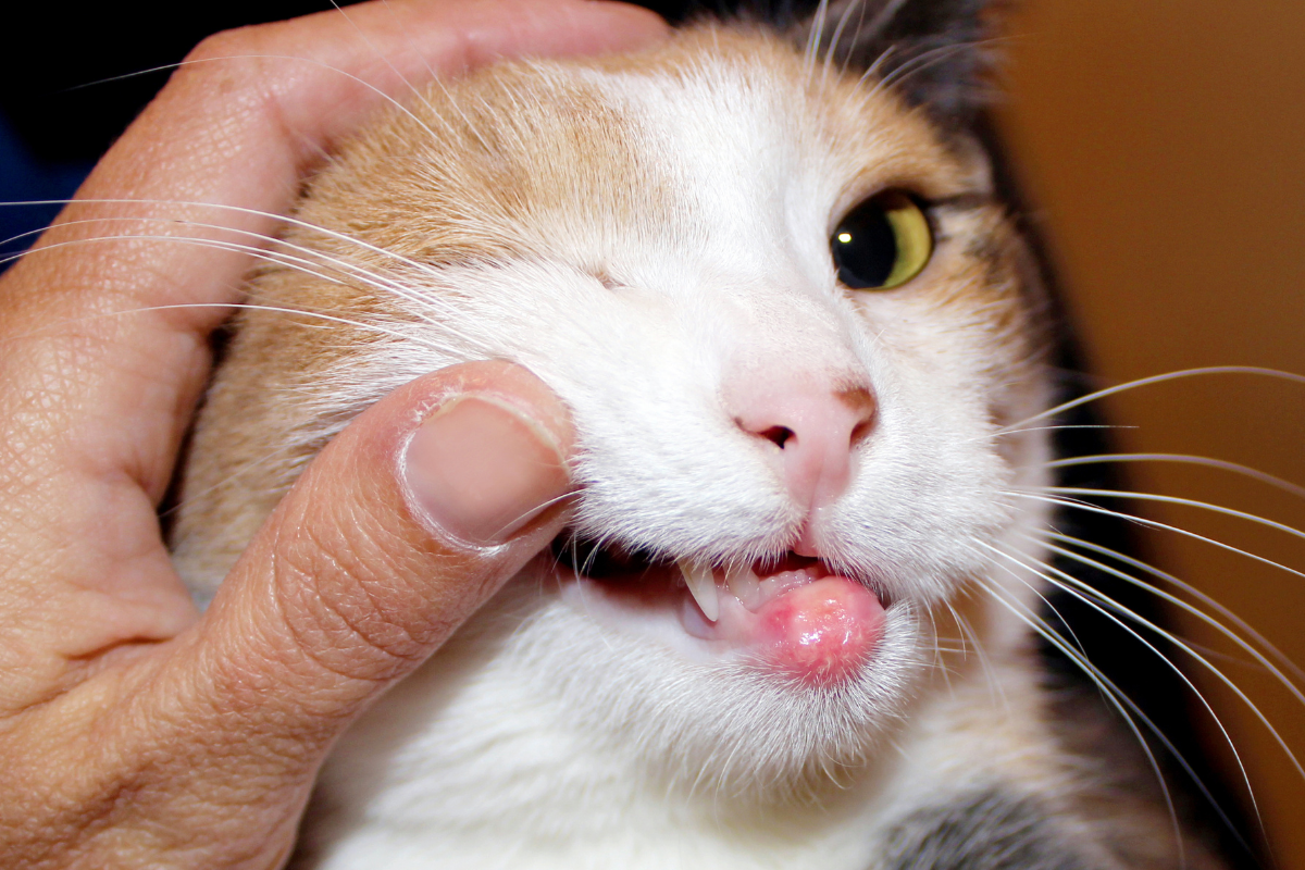 Granuloma eosinofilo gatto labbro superiore gonfio