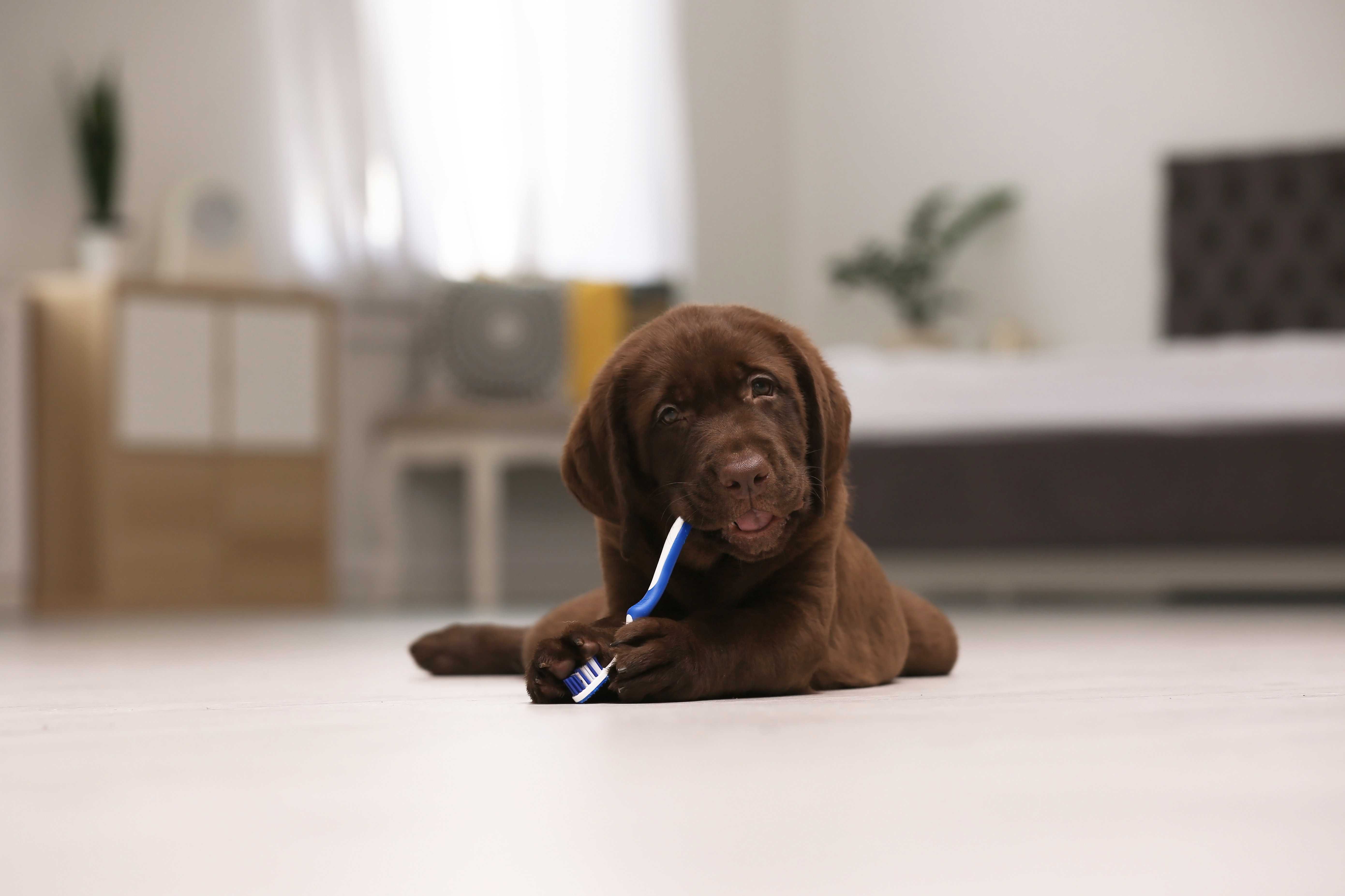 Strumenti per la pulizia dei denti nel cane