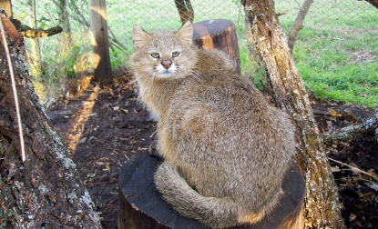 Gatti selvatici pericolosi: gatto delle Pampas