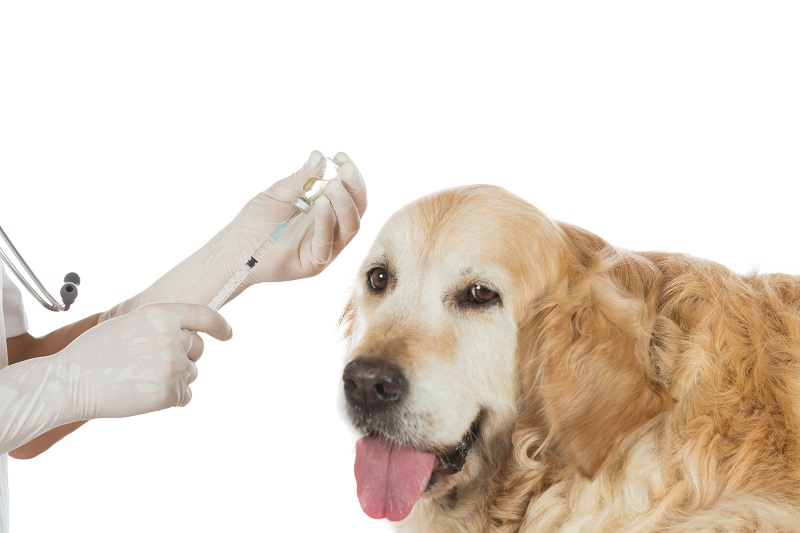 cane vaccino