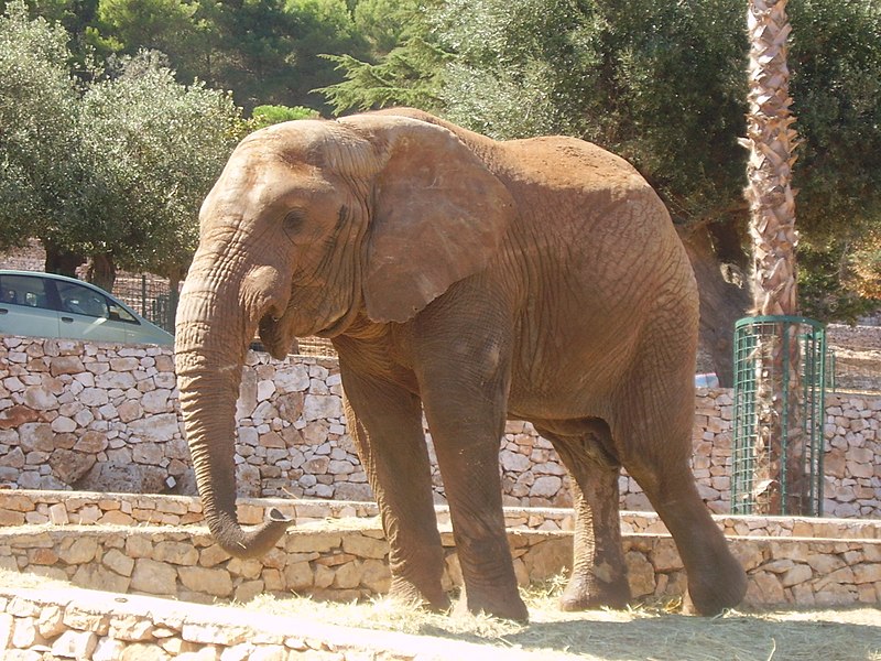 zoo safari sud italia
