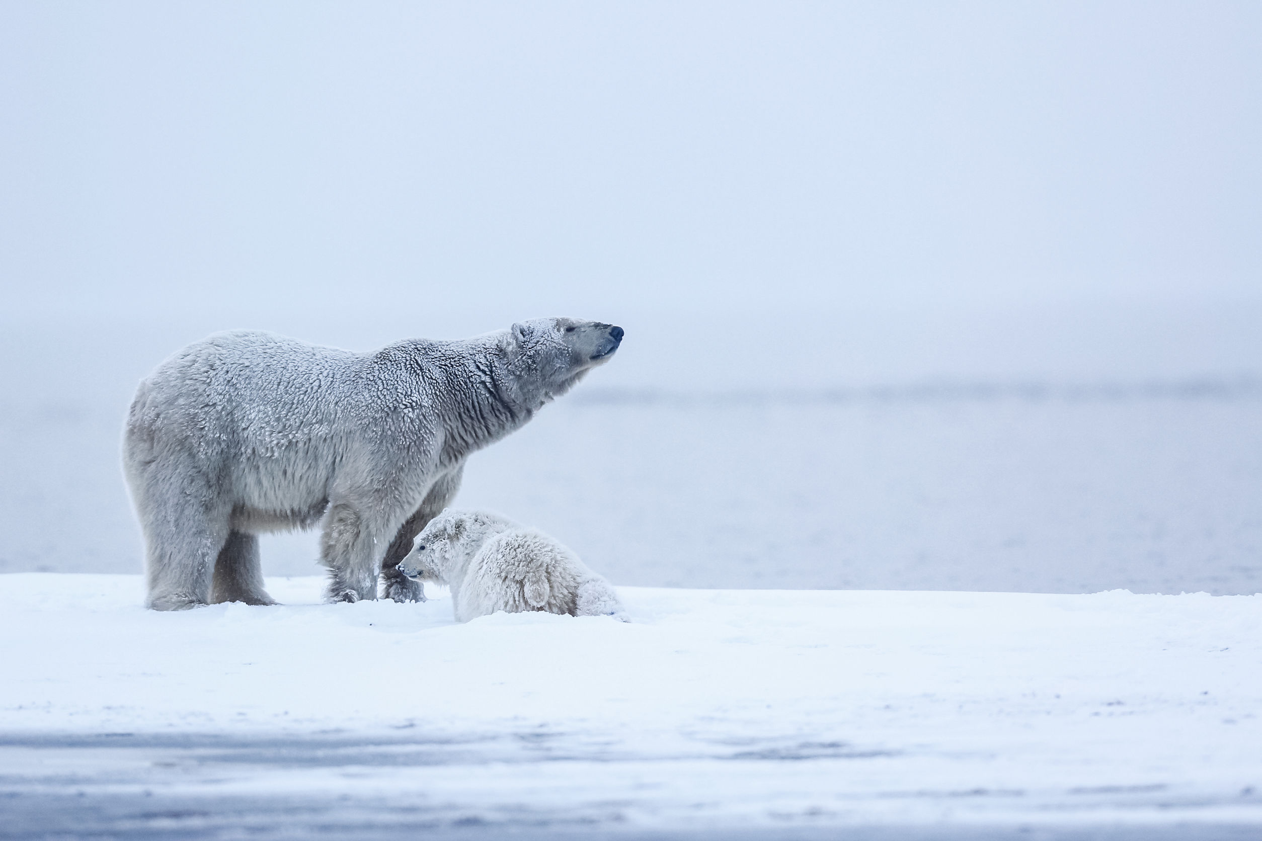 Orso polare artico