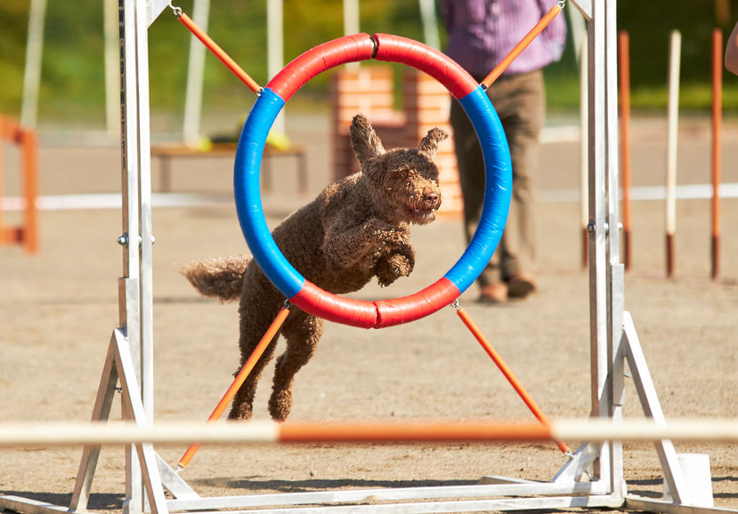 Lagotto che fa agility dog