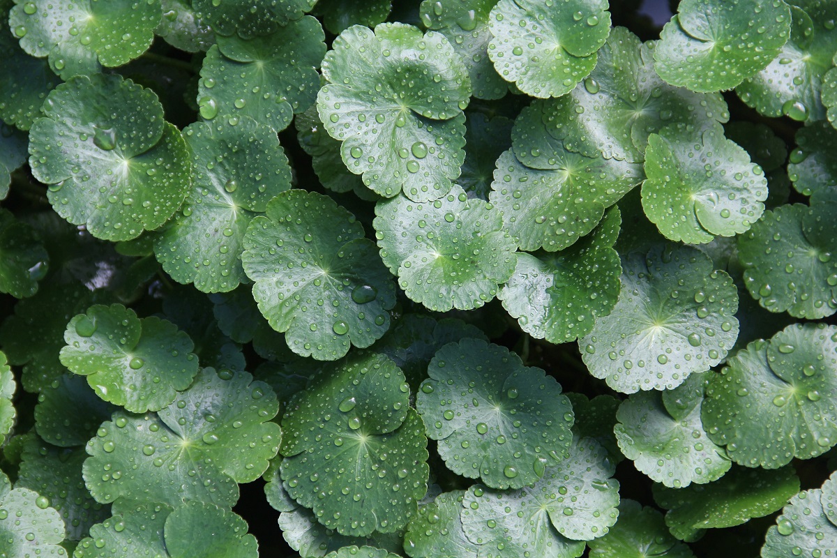 Centella asiatica