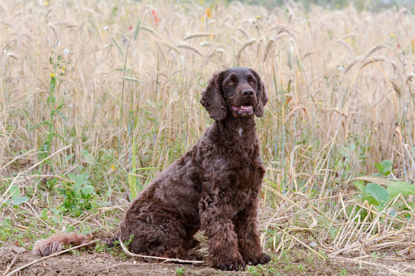 Cane cockapoo marrone